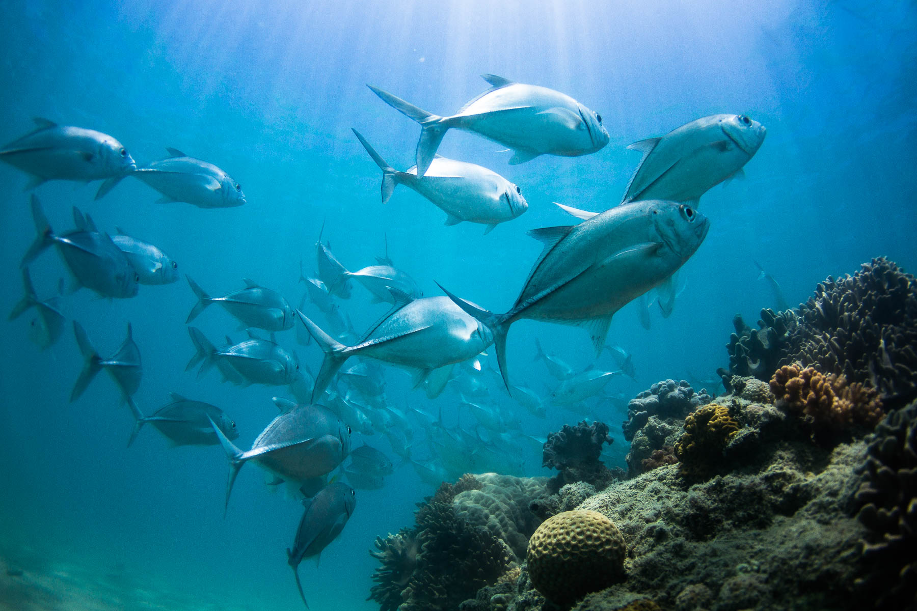 Langford Reef Locals