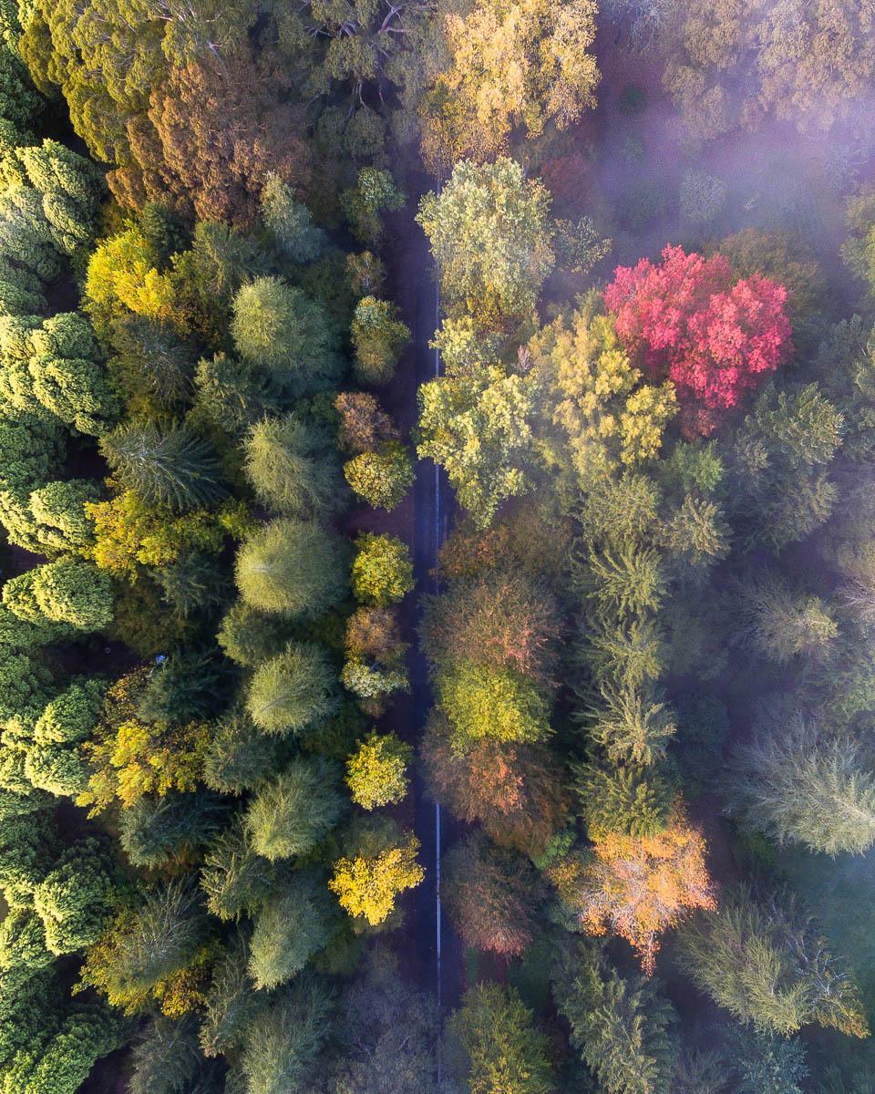 Autumn Palette-DJI_0011 5-960 x 1200