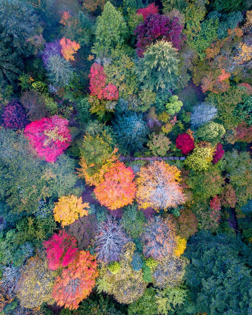 Autumn Palette-DJI_0016 2-960 x 1200