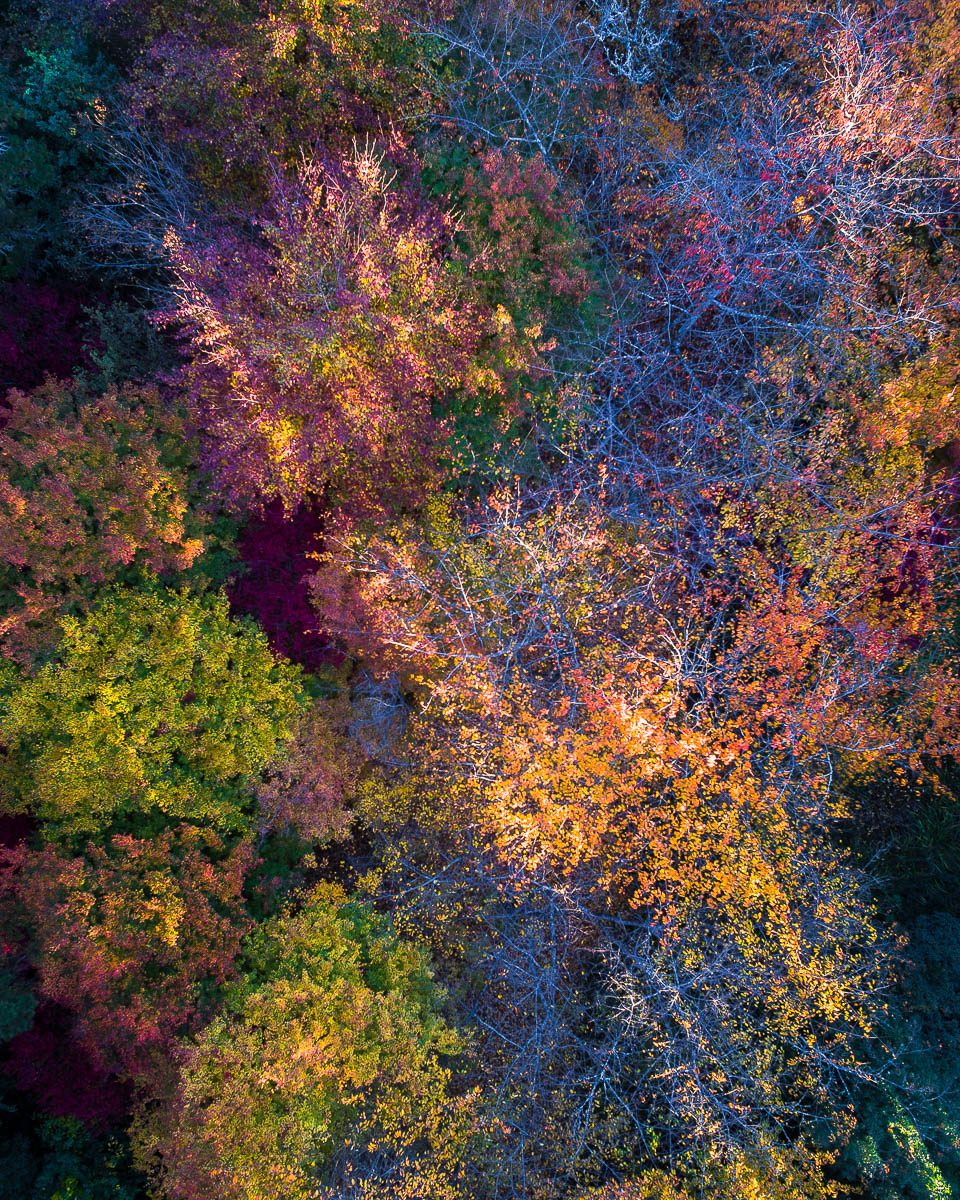 Autumn Palette-DJI_0026 2-960 x 1200