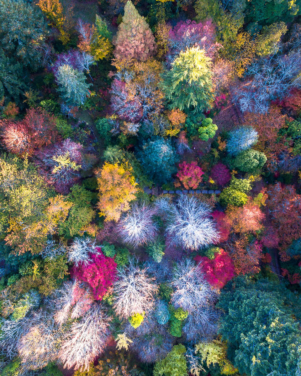 Autumn Palette-DJI_0033 1 (1)-960 x 1200