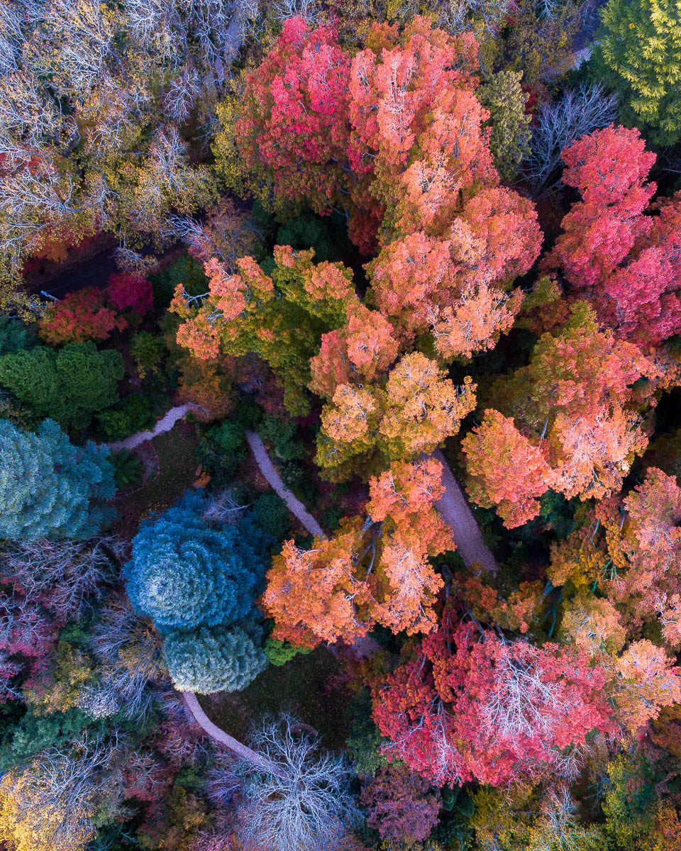 Autumn Palette-DJI_0058 2-960 x 1200