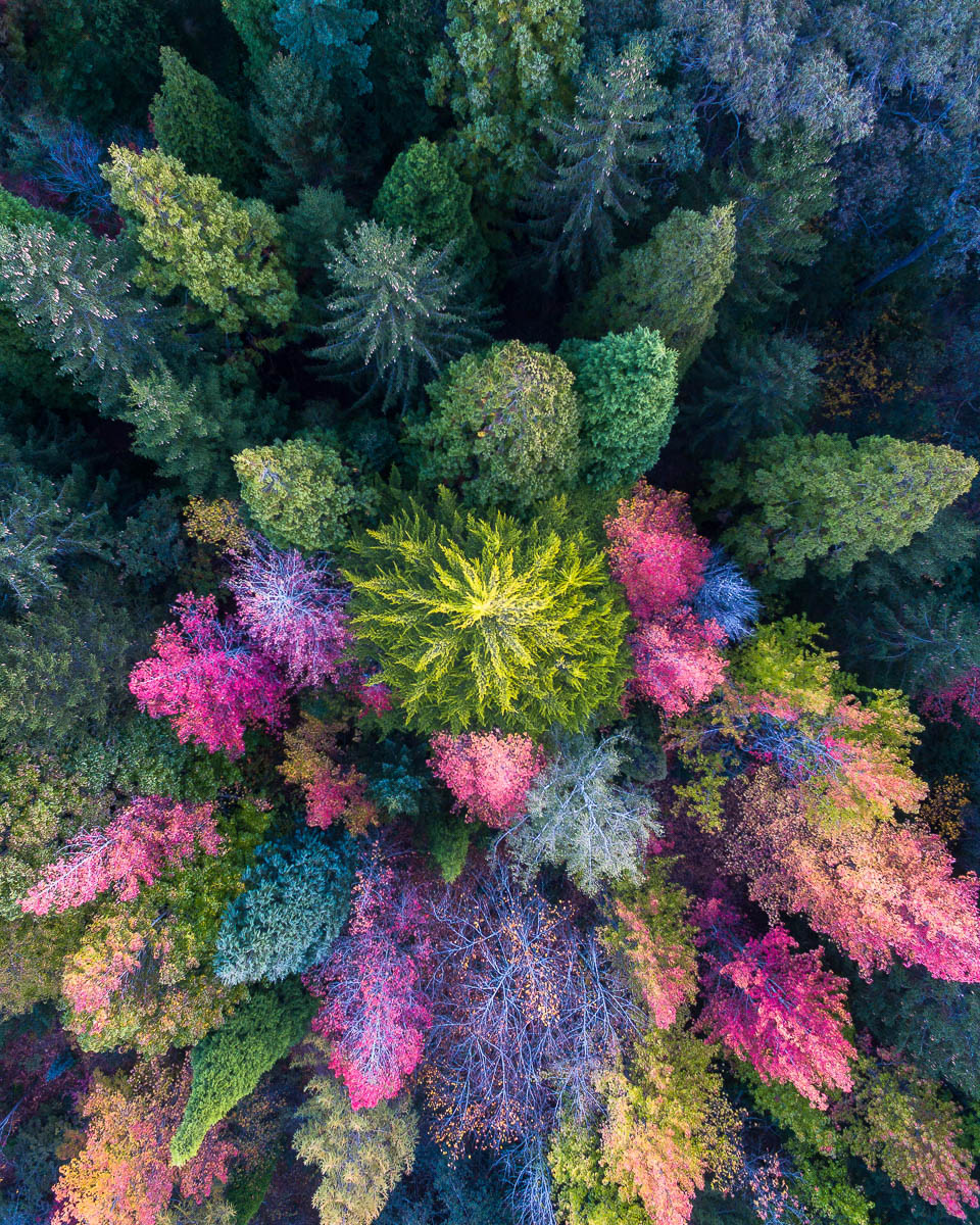 Autumn Palette-DJI_0065-960 x 1200