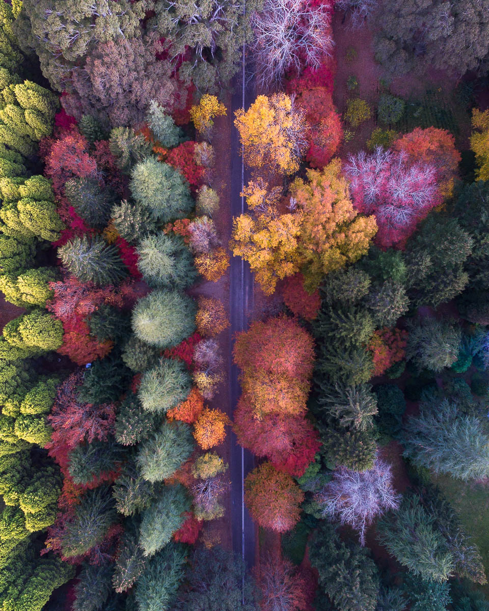 Autumn Palette-DJI_0110 (1)-960 x 1200