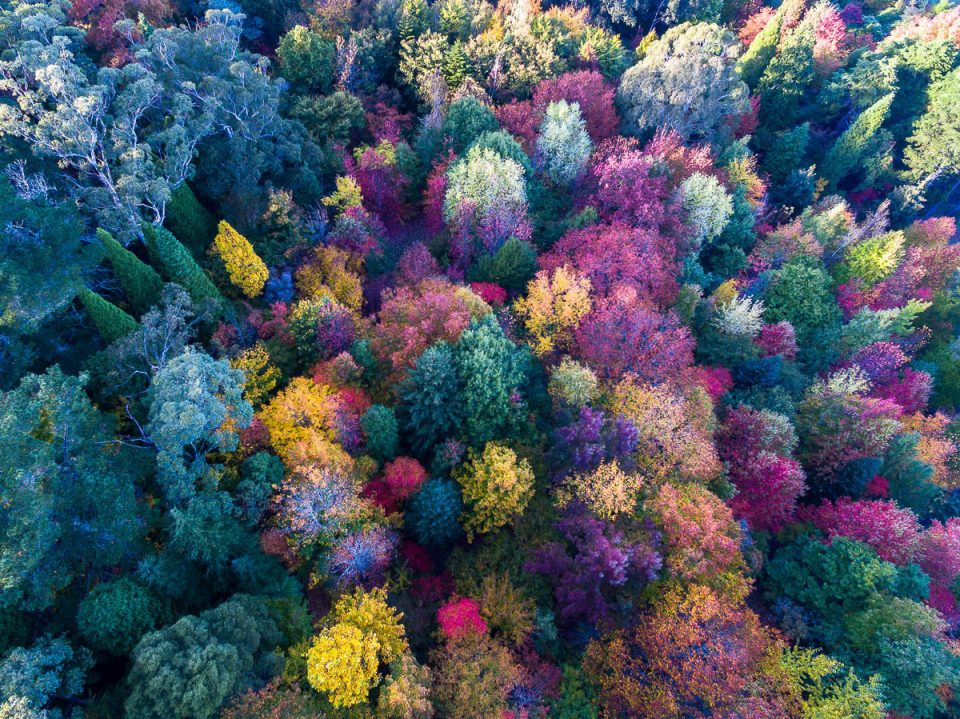 Autumn Palette-DJI_0118 1-1200 x 899