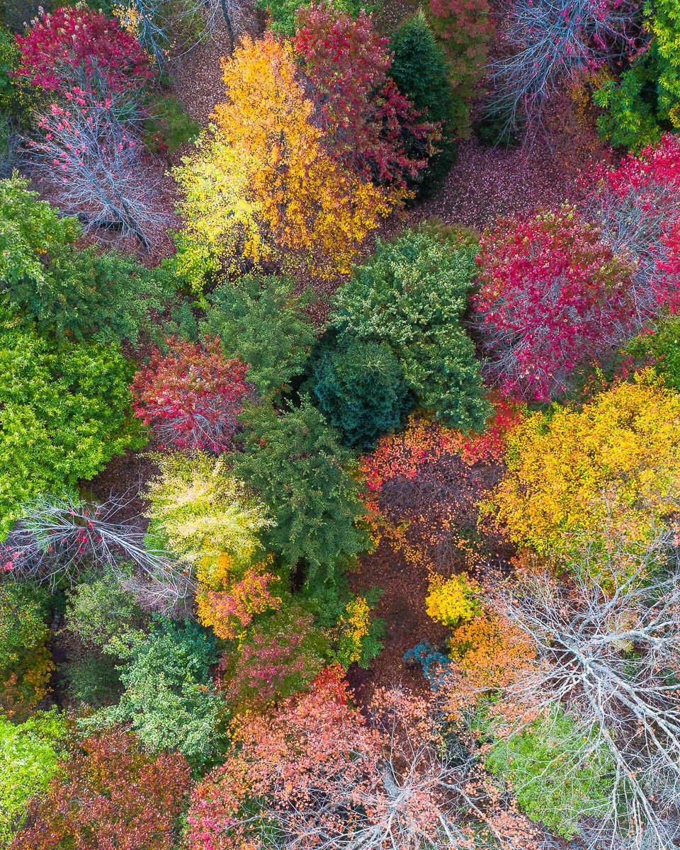 Autumn Palette-DJI_0349-960 x 1200