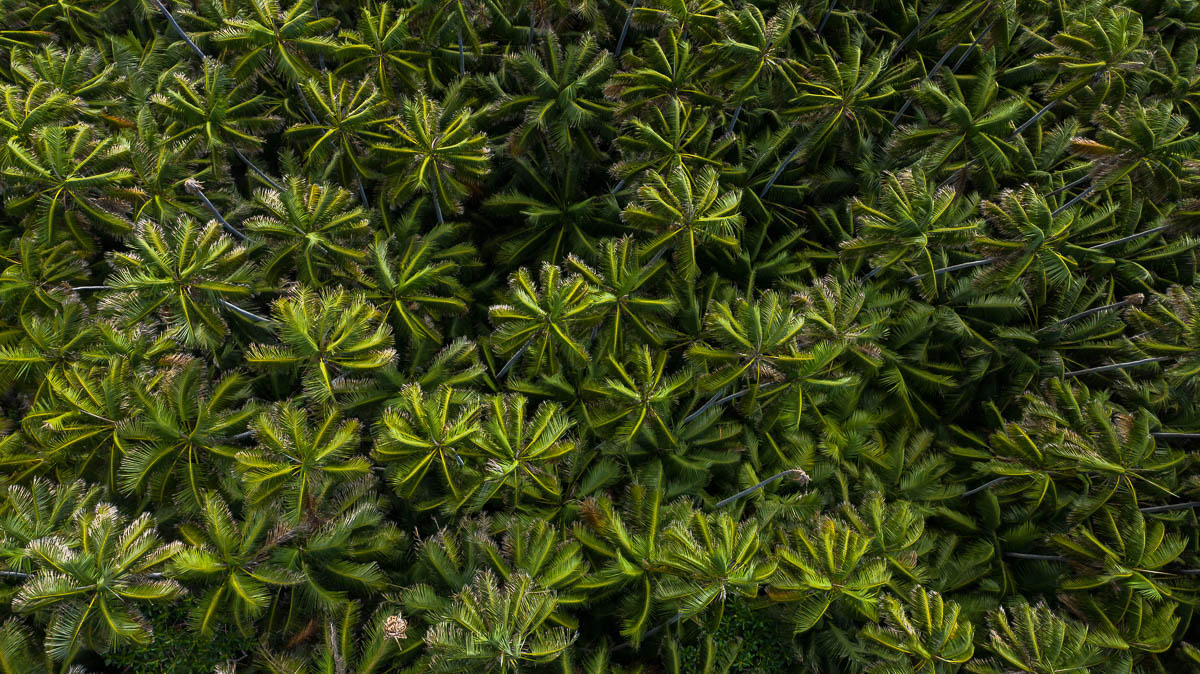 Great Barrier Reef-DJI_0706-1200 x 674
