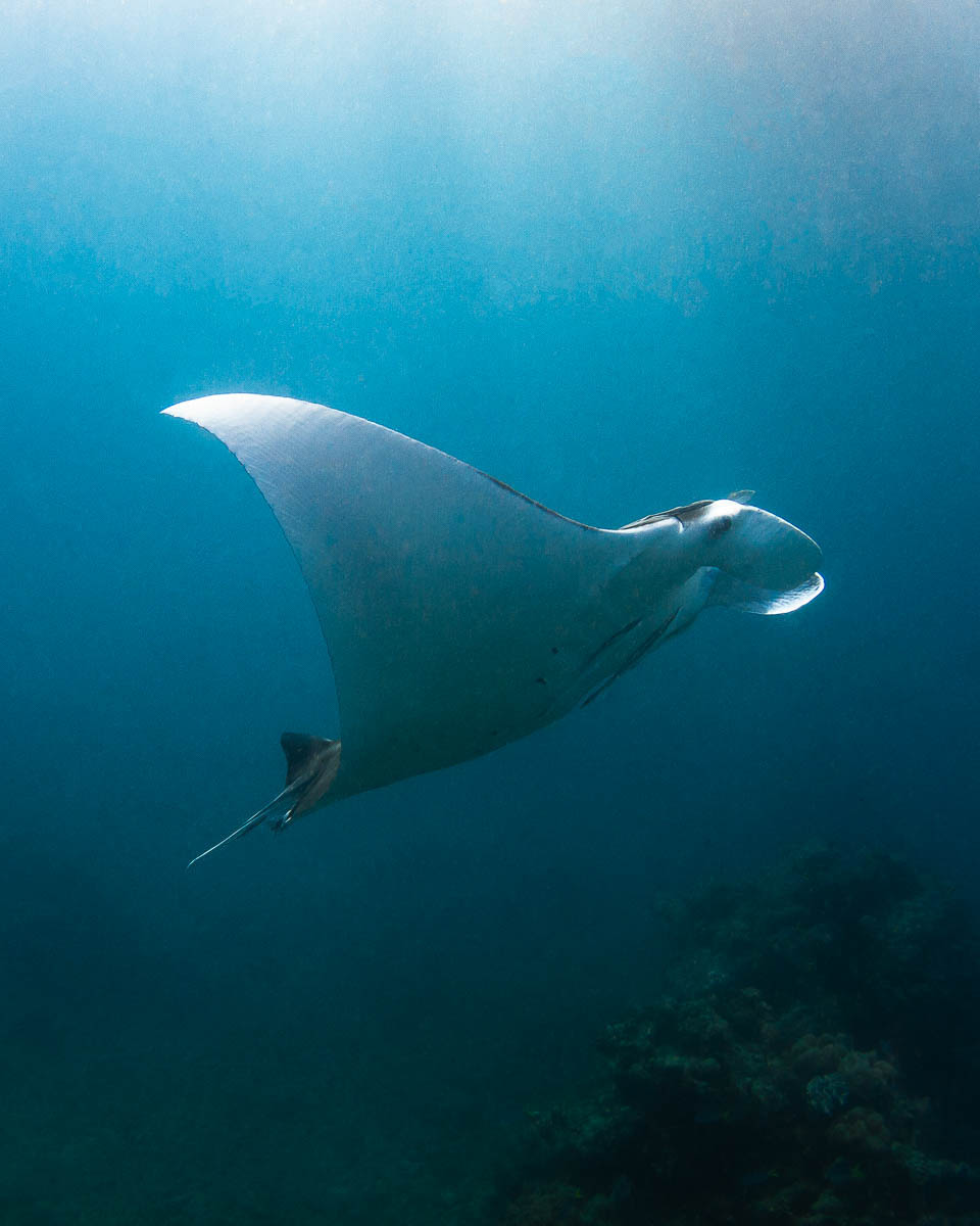 Great Barrier Reef-IMG_3587 2-960 x 1200