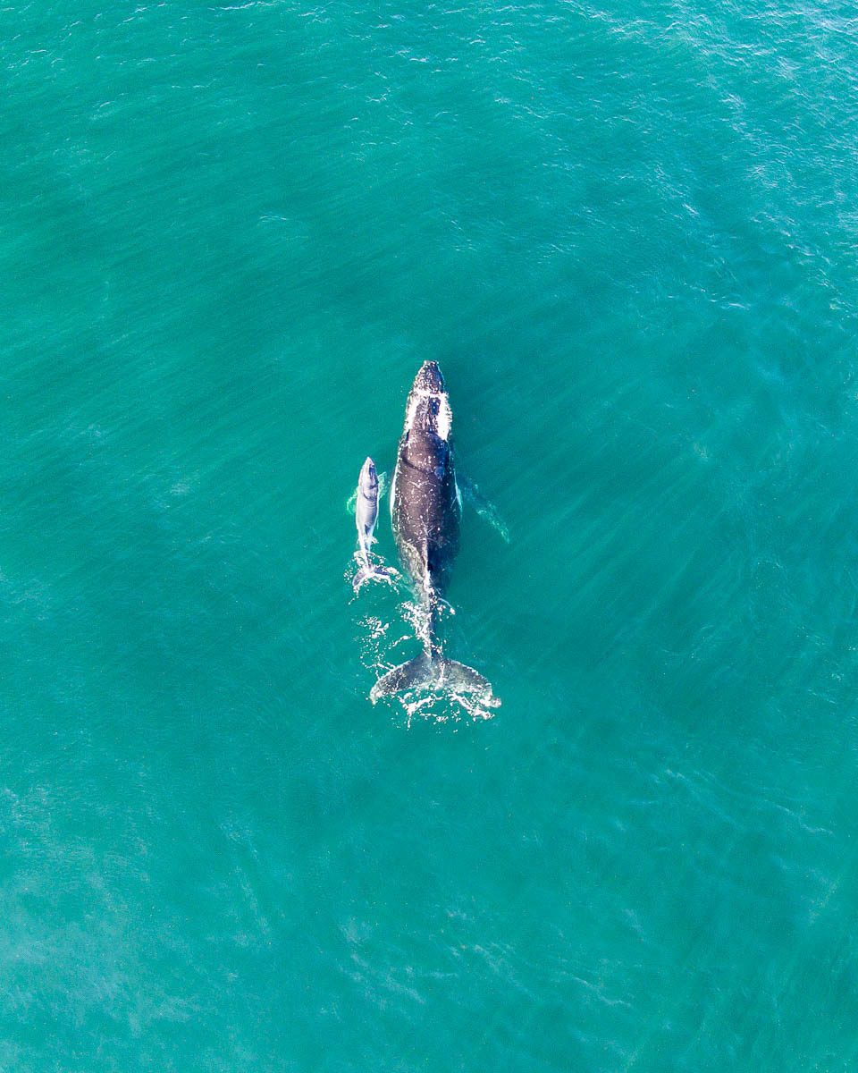 Marine Life-DJI_0003. 2psd-960 x 1200