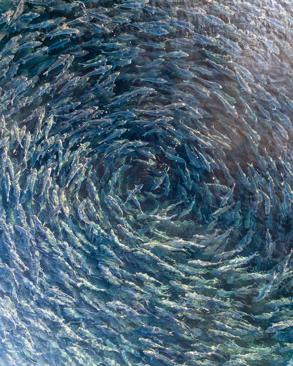 Marine Life-DJI_0014 2-960 x 1200