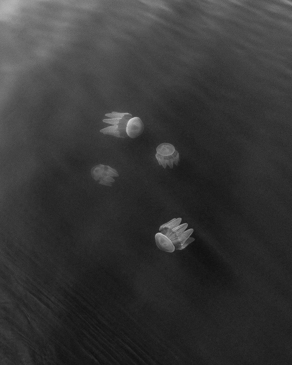 Marine Life-DJI_0022 1-960 x 1200