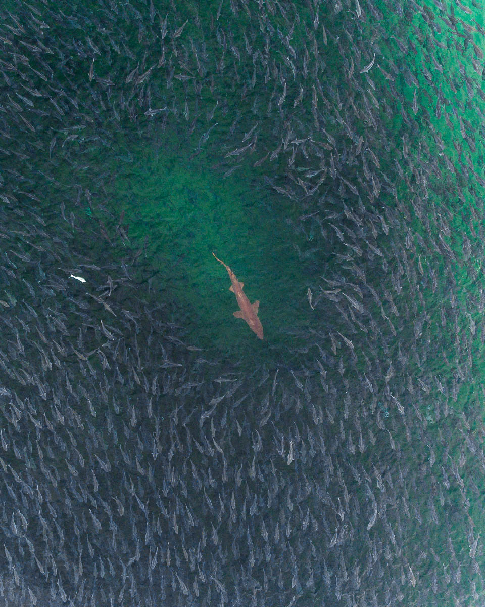 Marine Life-DJI_0070-960 x 1200