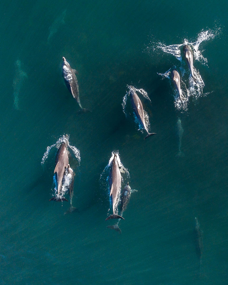 Marine Life-DJI_0082-960 x 1200