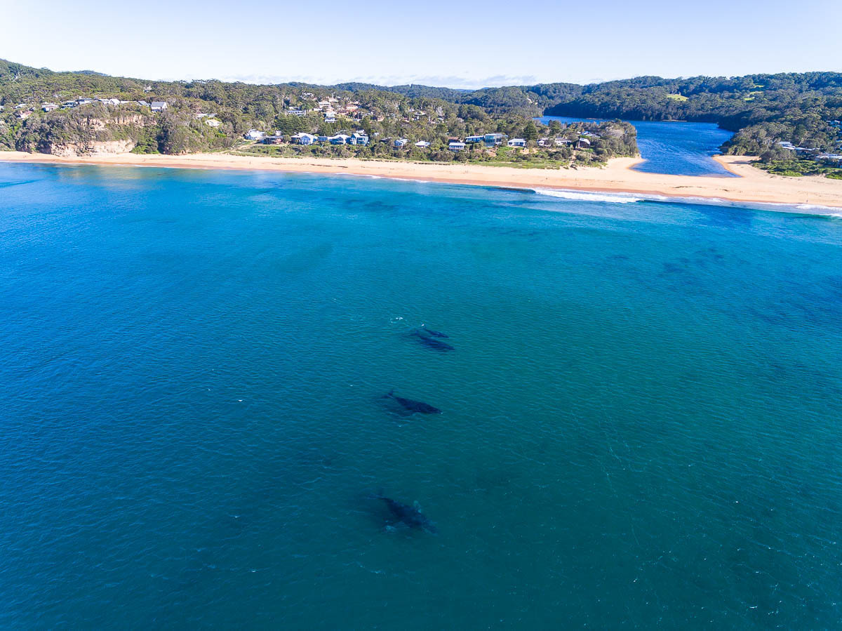 Marine Life-DJI_0101Macs-1200 x 899