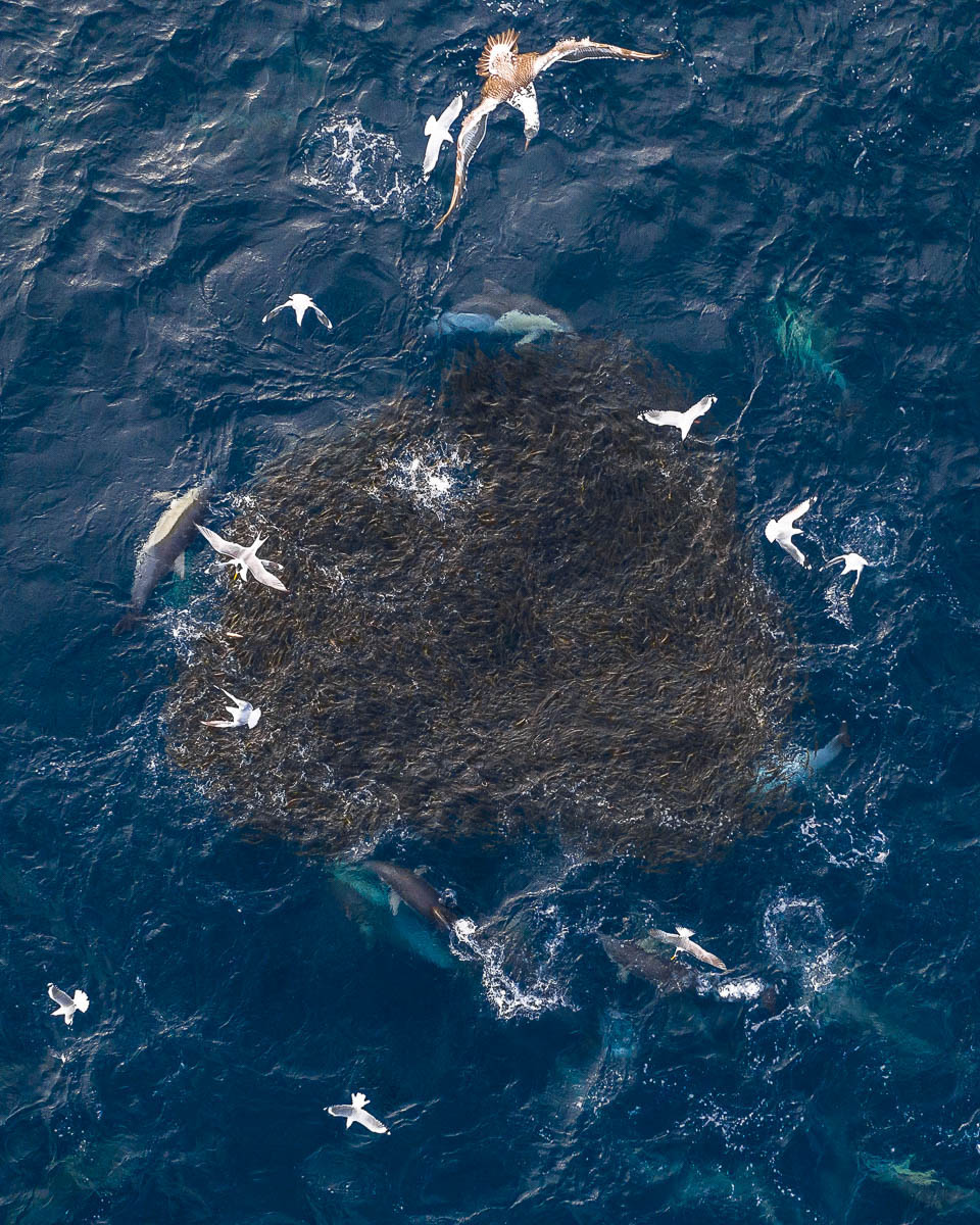 Marine Life-DJI_0187 4-960 x 1200