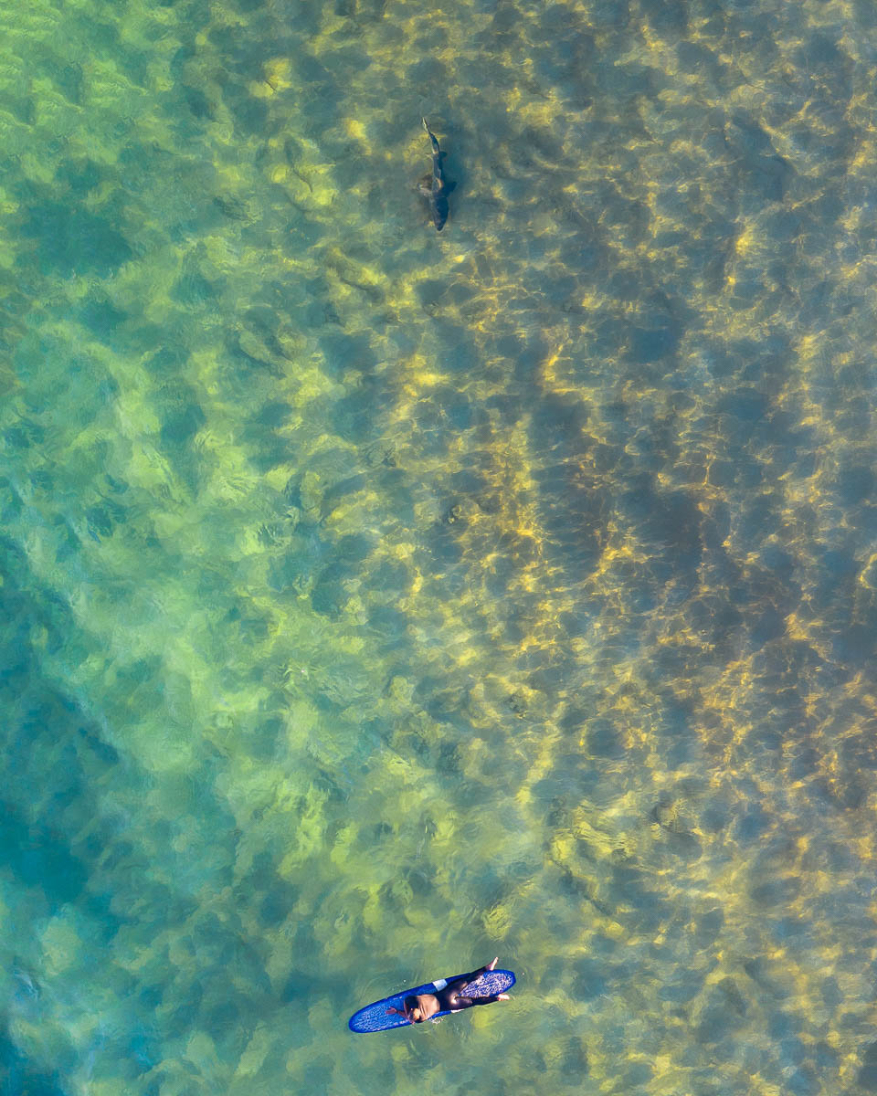 Marine Life-DJI_0202 1-960 x 1200