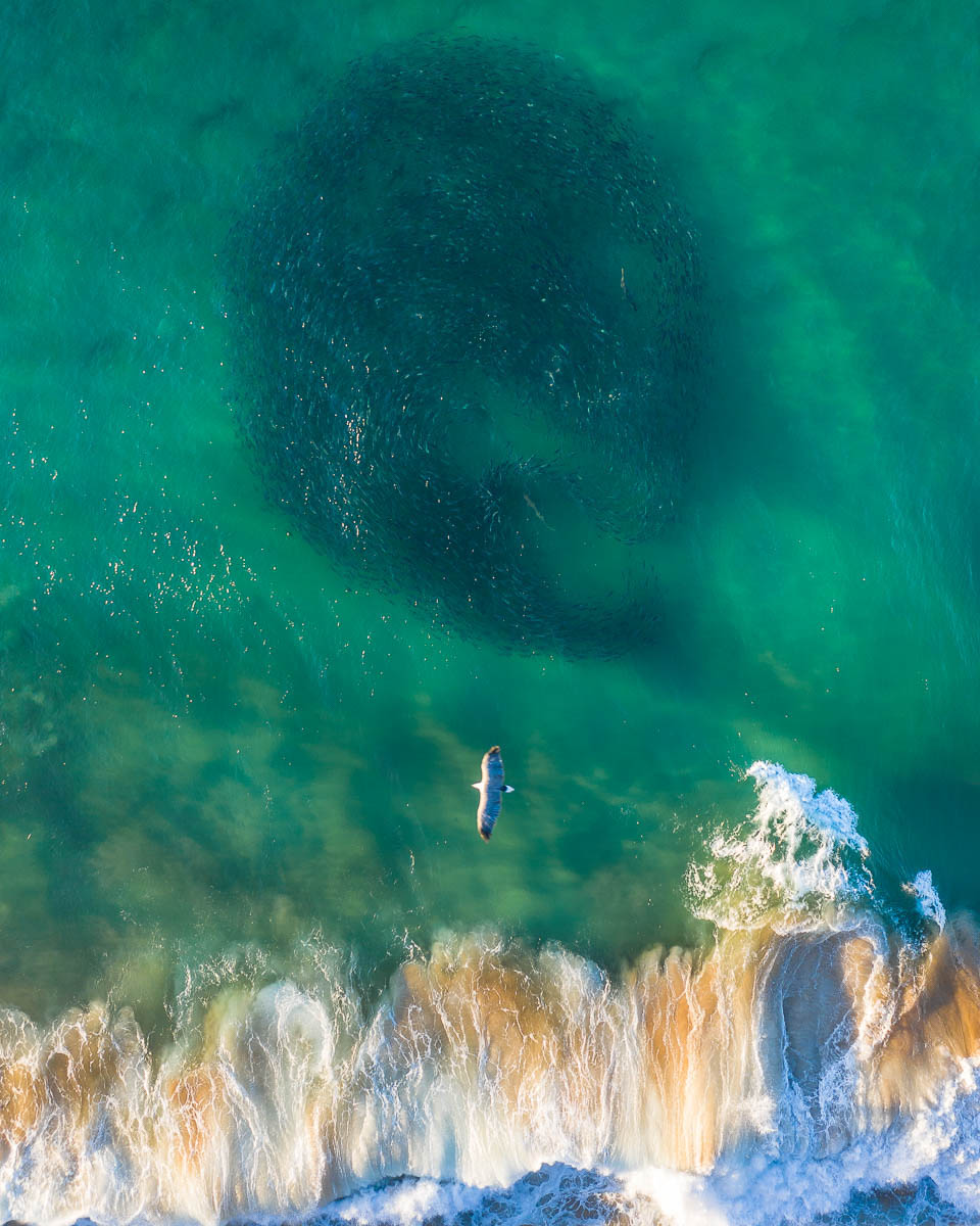 Marine Life-DJI_0212-960 x 1200