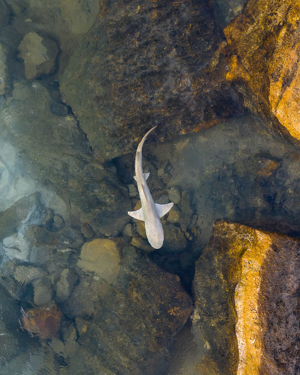 Marine Life-DJI_0385 1-960 x 1200