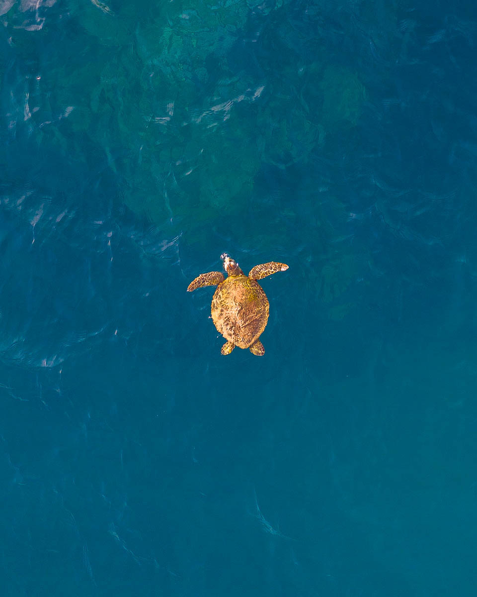 Marine Life-DJI_0409 Reed Plummer Ocean Rafting Day 3-960 x 1200