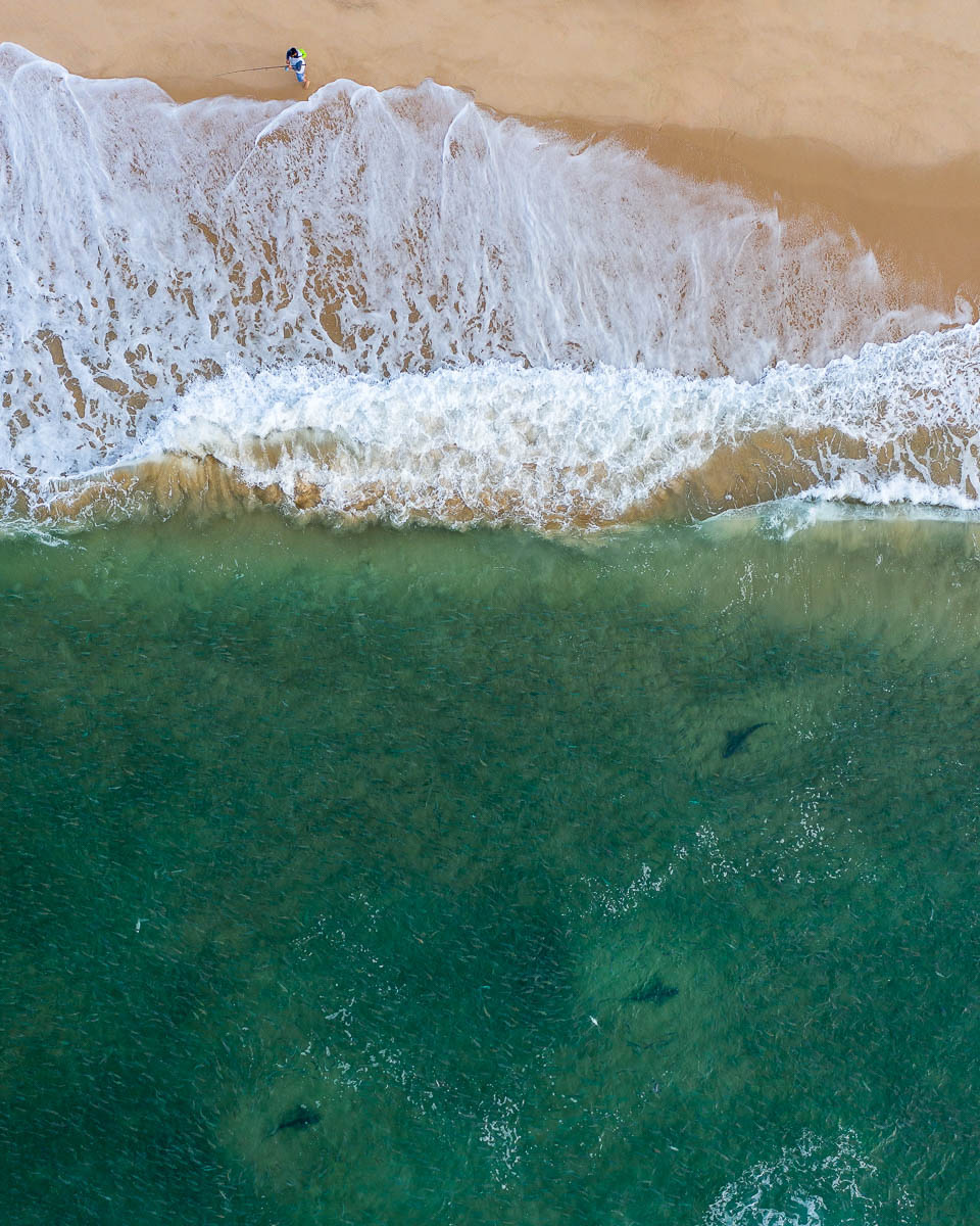 Marine Life-DJI_0598-960 x 1200