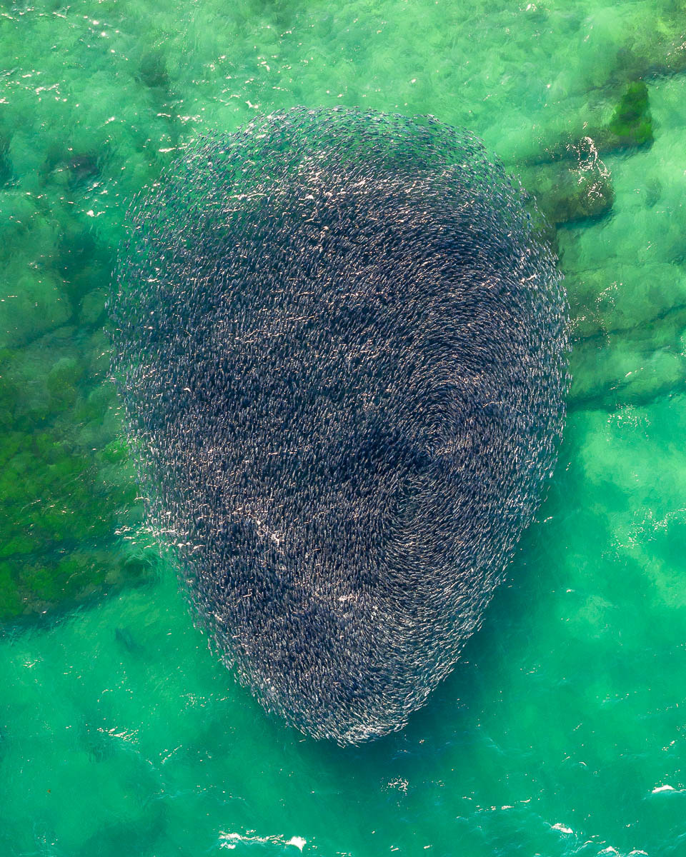Marine Life-DJI_0609-960 x 1200