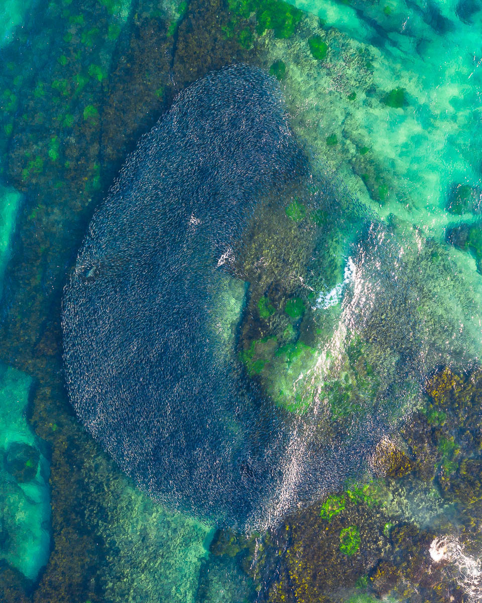 Marine Life-DJI_0640-960 x 1200