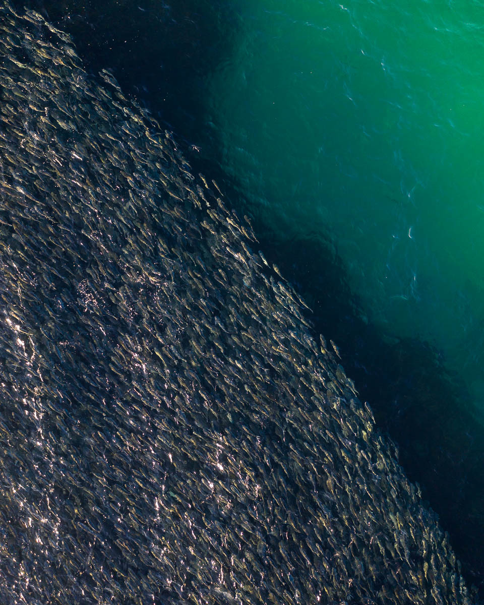 Marine Life-DJI_0723-960 x 1200