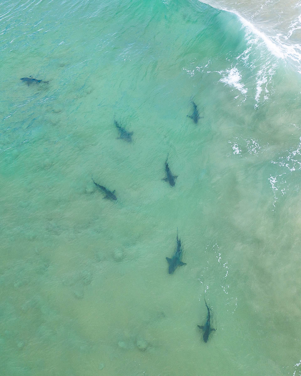 Marine Life-DJI_0726 2 3-960 x 1200