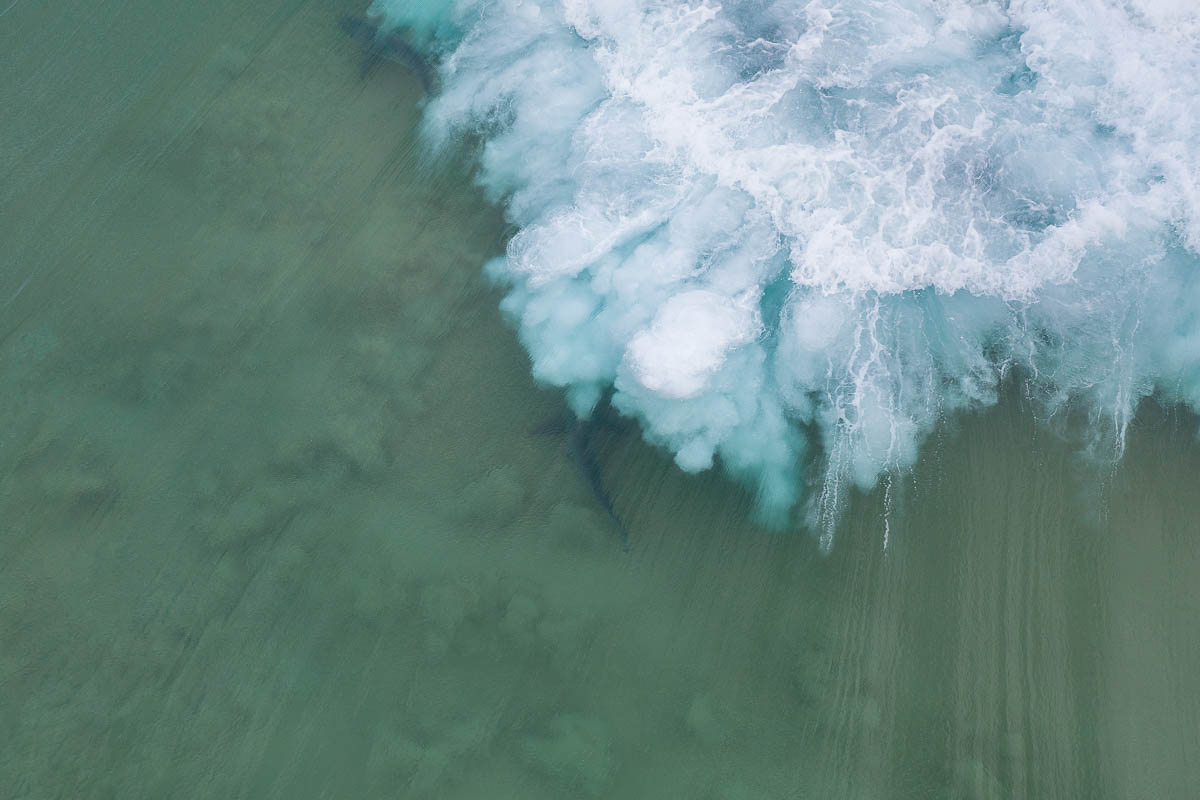 Marine Life-DJI_0752 2-1200 x 800