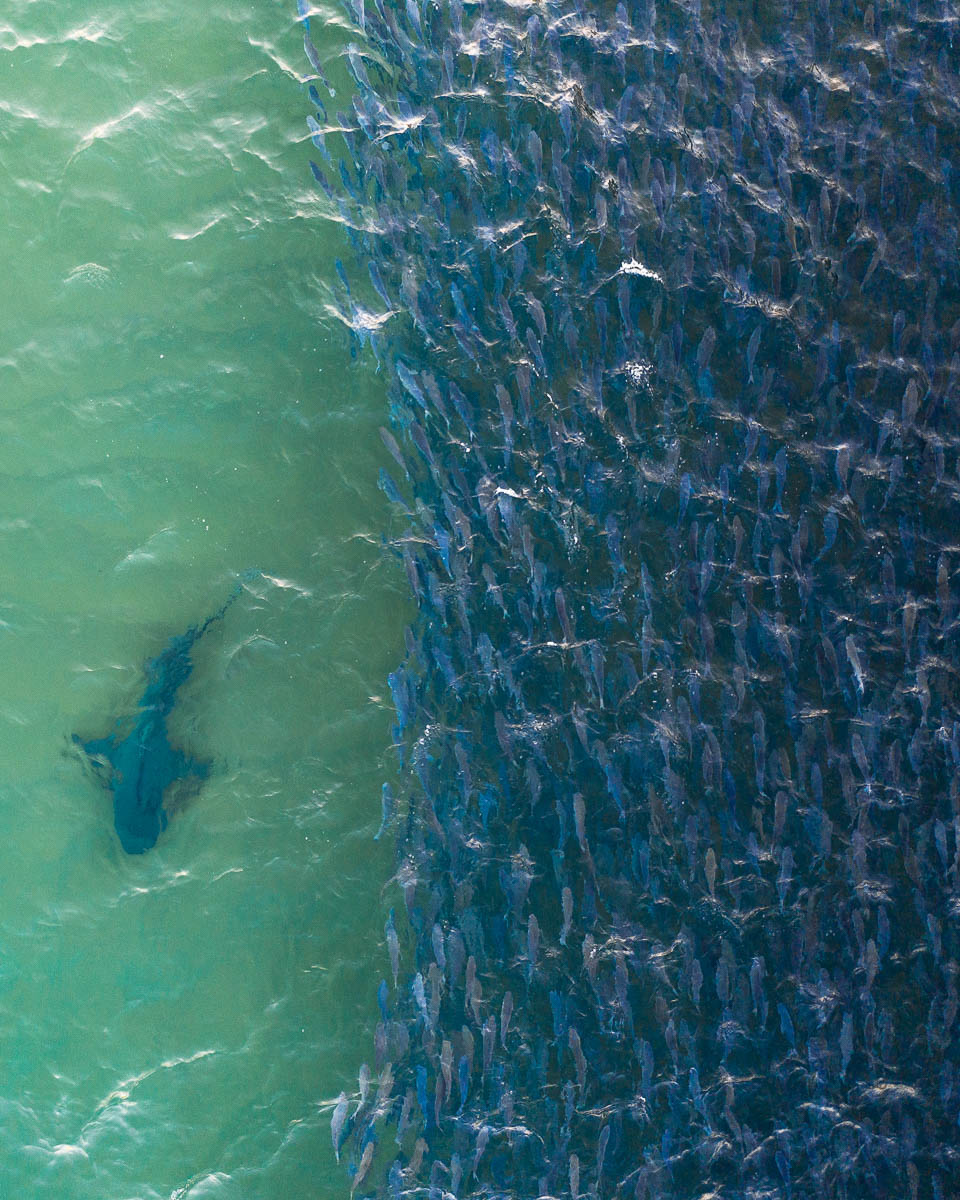 Marine Life-DJI_0983-960 x 1200