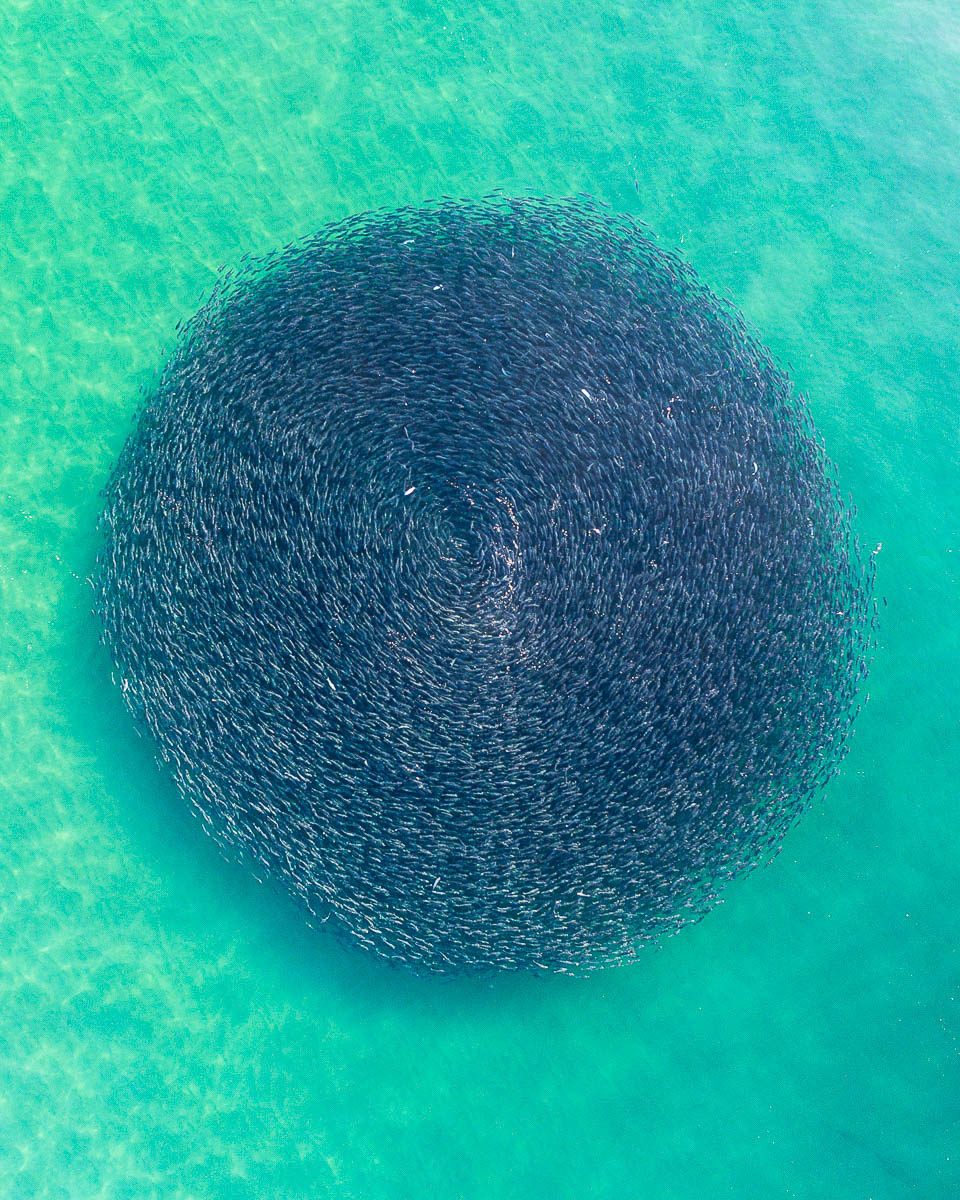 Marine Life-Salmon Circles-960 x 1200